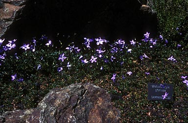 APII jpeg image of Wahlenbergia gloriosa  © contact APII