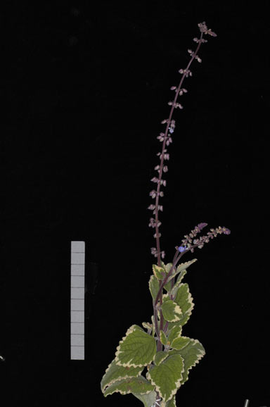 APII jpeg image of Plectranthus parviflorus 'Blue Spires'  © contact APII