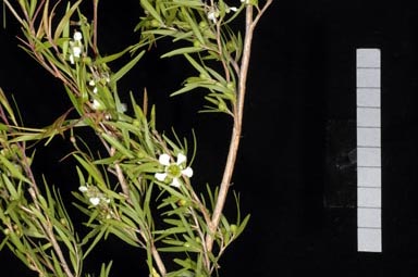 APII jpeg image of Leptospermum petersonii 'Little Lemon Scents'  © contact APII