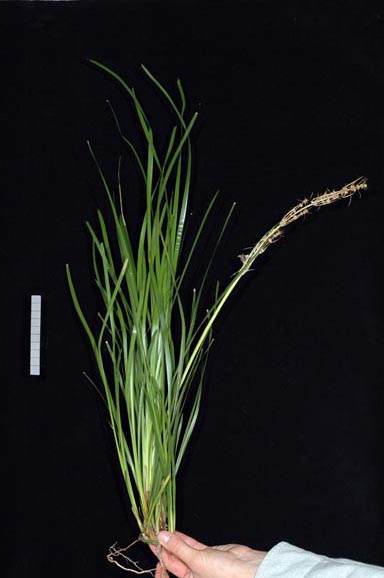 APII jpeg image of Lomandra longifolia 'Katrinus Deluxe'  © contact APII