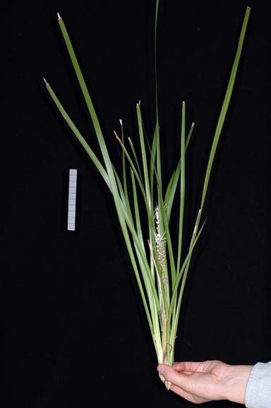 APII jpeg image of Lomandra longifolia 'LMV100'  © contact APII