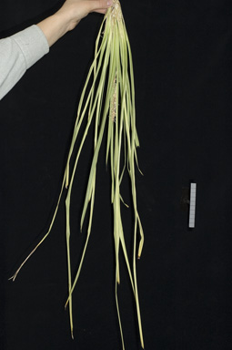 APII jpeg image of Lomandra longifolia 'JB1glow'  © contact APII
