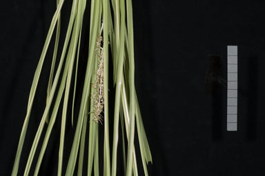 APII jpeg image of Lomandra longifolia 'JB1glow'  © contact APII