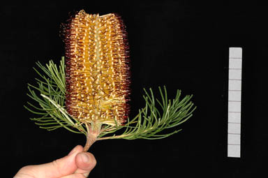 APII jpeg image of Banksia spinulosa 'BC 01'  © contact APII