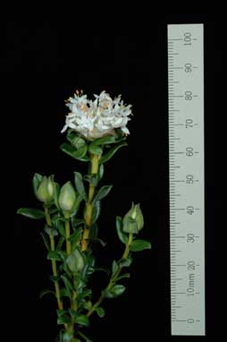 APII jpeg image of Pimelea ferruginea 'WhiteferruGL'  © contact APII