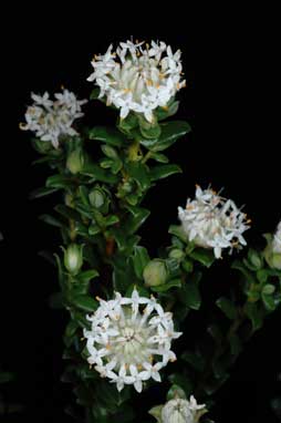 APII jpeg image of Pimelea ferruginea 'WhiteferruGL'  © contact APII