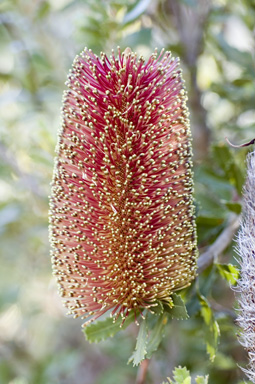 APII jpeg image of Banksia praemorsa  © contact APII
