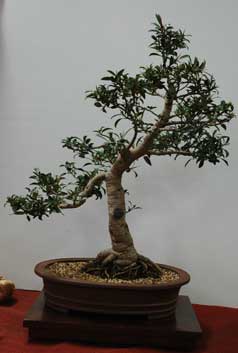 APII jpeg image of Ficus 
 rubiginosa 'Little Ruby'  © contact APII