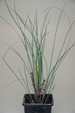 APII jpeg image of Lomandra confertifolia 'Silver Grace'  © contact APII