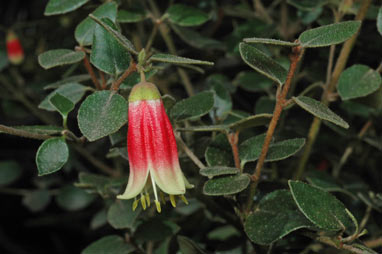 APII jpeg image of Correa 'Canberra Bells'  © contact APII