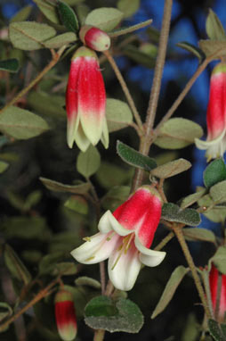 APII jpeg image of Correa 'Canberra Bells'  © contact APII