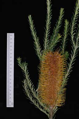 APII jpeg image of Banksia ericifolia 'Golden Girl'  © contact APII