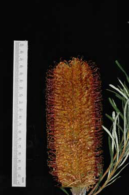 APII jpeg image of Banksia spinulosa 'Honey Pots'  © contact APII