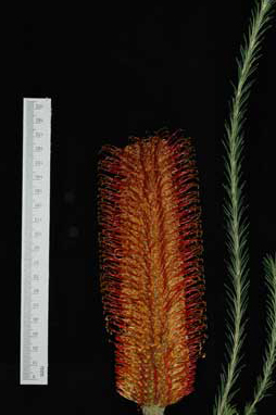 APII jpeg image of Banksia ericifolia 'Red Rover'  © contact APII