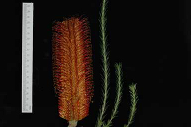 APII jpeg image of Banksia ericifolia 'Red Rover'  © contact APII