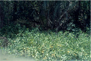 APII jpeg image of Acanthus ebracteatus subsp. ebarbatus  © contact APII