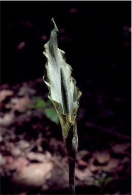 APII jpeg image of Amorphophallus galbra  © contact APII