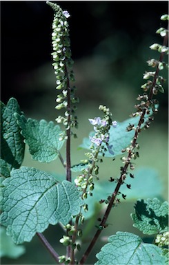 APII jpeg image of Plectranthus parviflorus  © contact APII