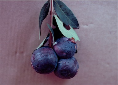 APII jpeg image of Syzygium rubrimolle  © contact APII