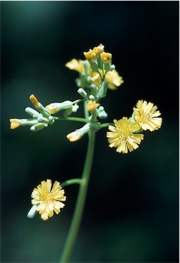 APII jpeg image of Youngia japonica  © contact APII