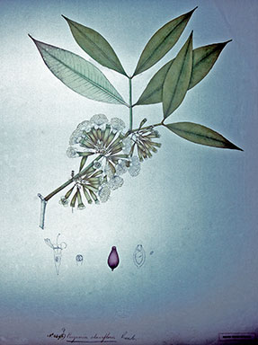 APII jpeg image of Syzygium claviflorum  © contact APII