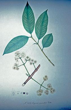 APII jpeg image of Syzygium nervosum  © contact APII