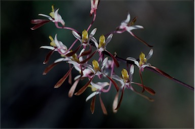 APII jpeg image of Dendrobium carronii  © contact APII