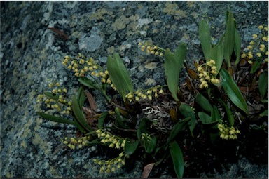 APII jpeg image of Dendrobium monophyllum  © contact APII