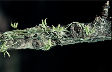 APII jpeg image of Taeniophyllum muelleri  © contact APII