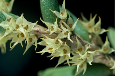 APII jpeg image of Bulbophyllum wadsworthii  © contact APII