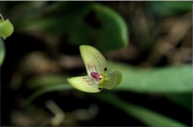 APII jpeg image of Bulbophyllum nematopodum  © contact APII