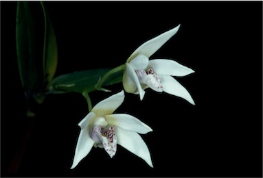 APII jpeg image of Dendrobium finniganense  © contact APII