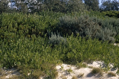 APII jpeg image of Acacia  longifolia subsp. sophorae  © contact APII