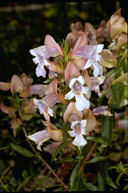 APII jpeg image of Prostanthera magnifica  © contact APII