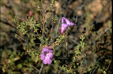 APII jpeg image of Prostanthera megacalyx  © contact APII