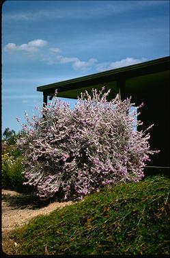 APII jpeg image of Prostanthera nivea  © contact APII