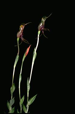 APII jpeg image of Pterostylis barbata  © contact APII