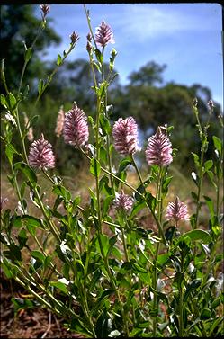 APII jpeg image of Ptilotus exaltatus  © contact APII