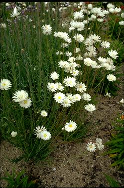 APII jpeg image of Rhodanthe chlorocephala subsp. splendida  © contact APII