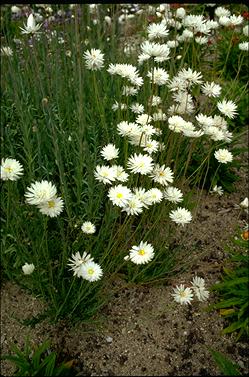 APII jpeg image of Rhodanthe chlorocephala subsp. splendida  © contact APII