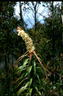 APII jpeg image of Richea dracophylla  © contact APII