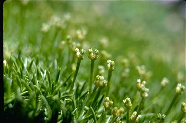 APII jpeg image of Scleranthus biflorus  © contact APII