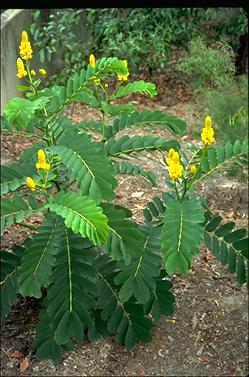 APII jpeg image of Senna magniflora  © contact APII