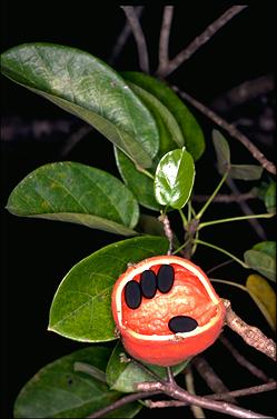 APII jpeg image of Sterculia quadrifida  © contact APII