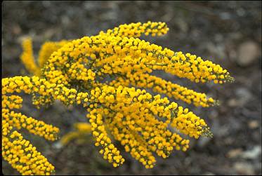 Photo of Acacia acinacea