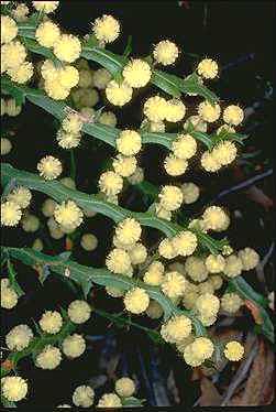 Photo of Acacia alata