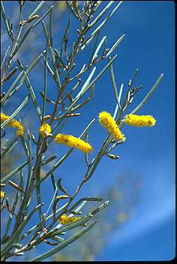 Photo of Acacia aneura
