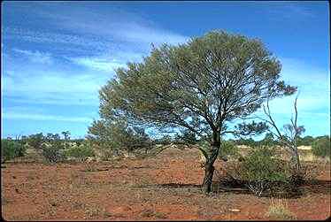 APII jpeg image of Acacia aneura  © contact APII