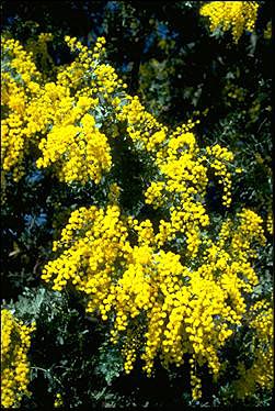 Photo of Acacia baileyana