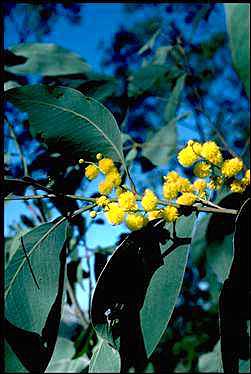 Photo of Acacia bancroftii